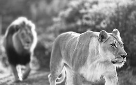 Garden Route Safari Camp